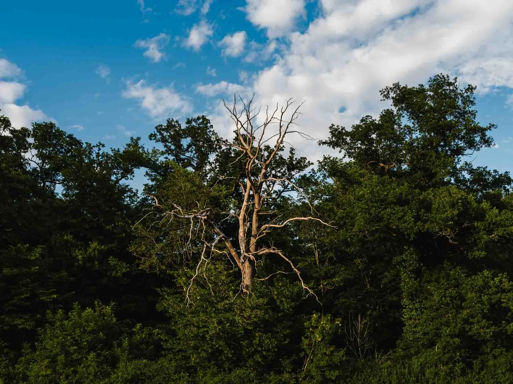 paysages-nature-urbain-19