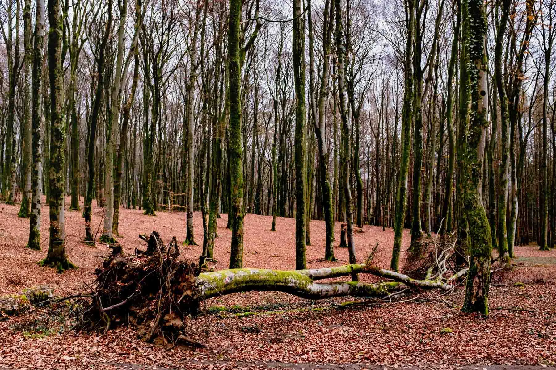 paysages-promenade-hebdomadaire-21