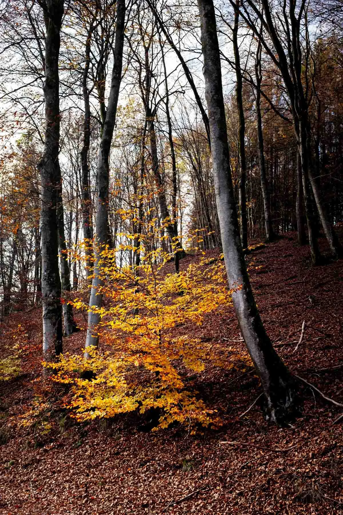 paysages-promenade-hebdomadaire-3