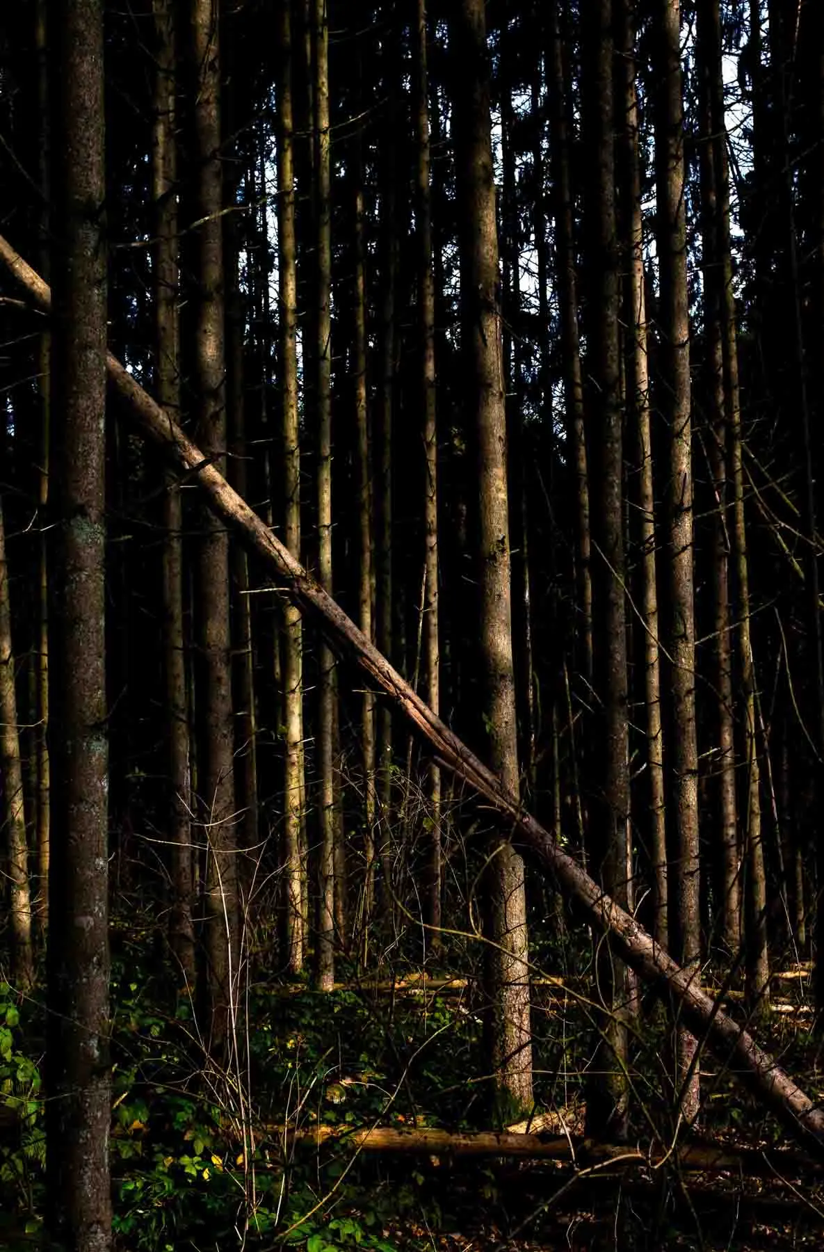 paysages-promenade-hebdomadaire-9