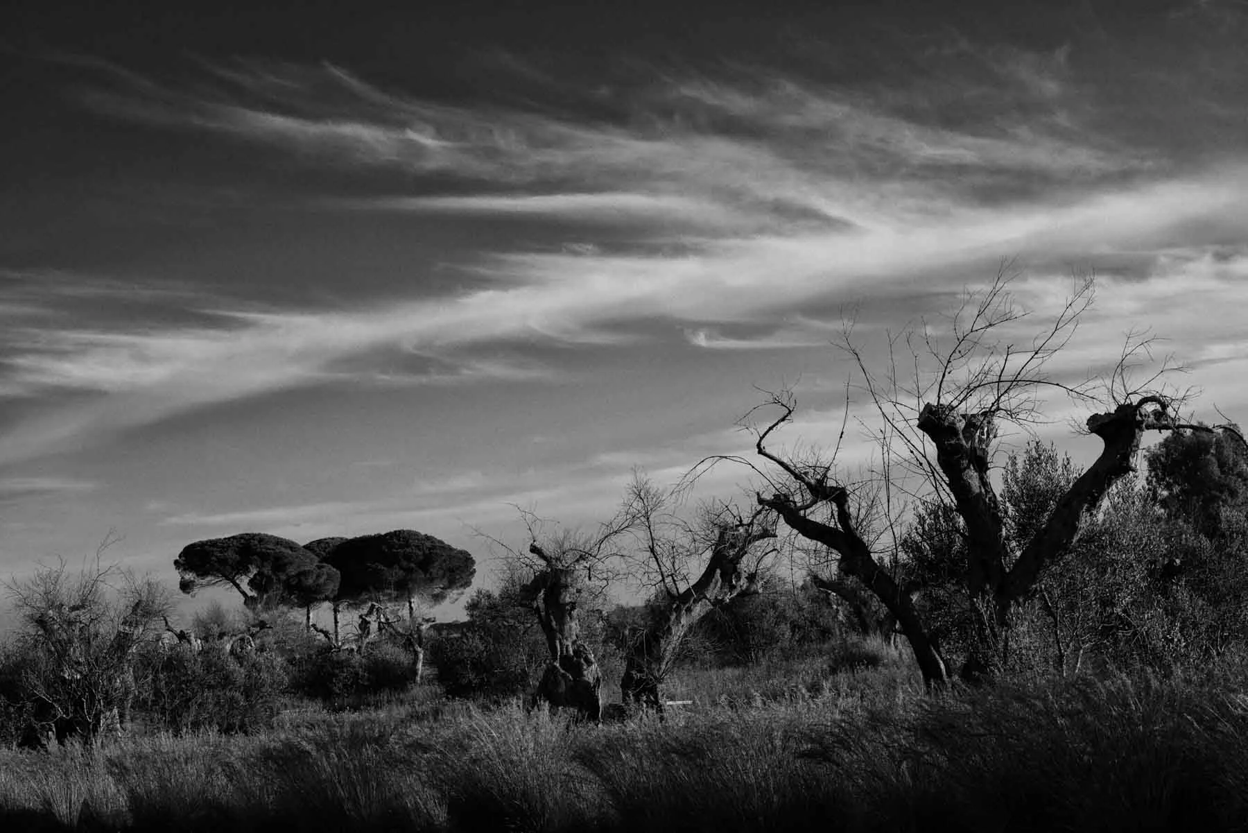 ulivi-salento-puglia-xylella-14