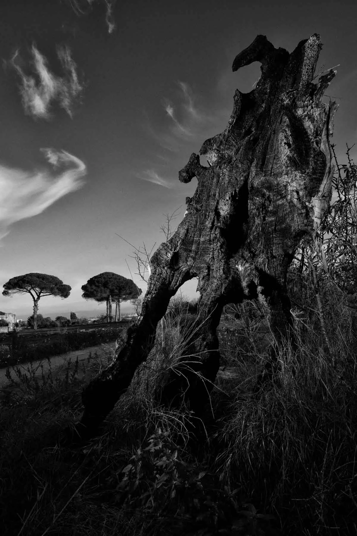 ulivi-salento-puglia-xylella-15