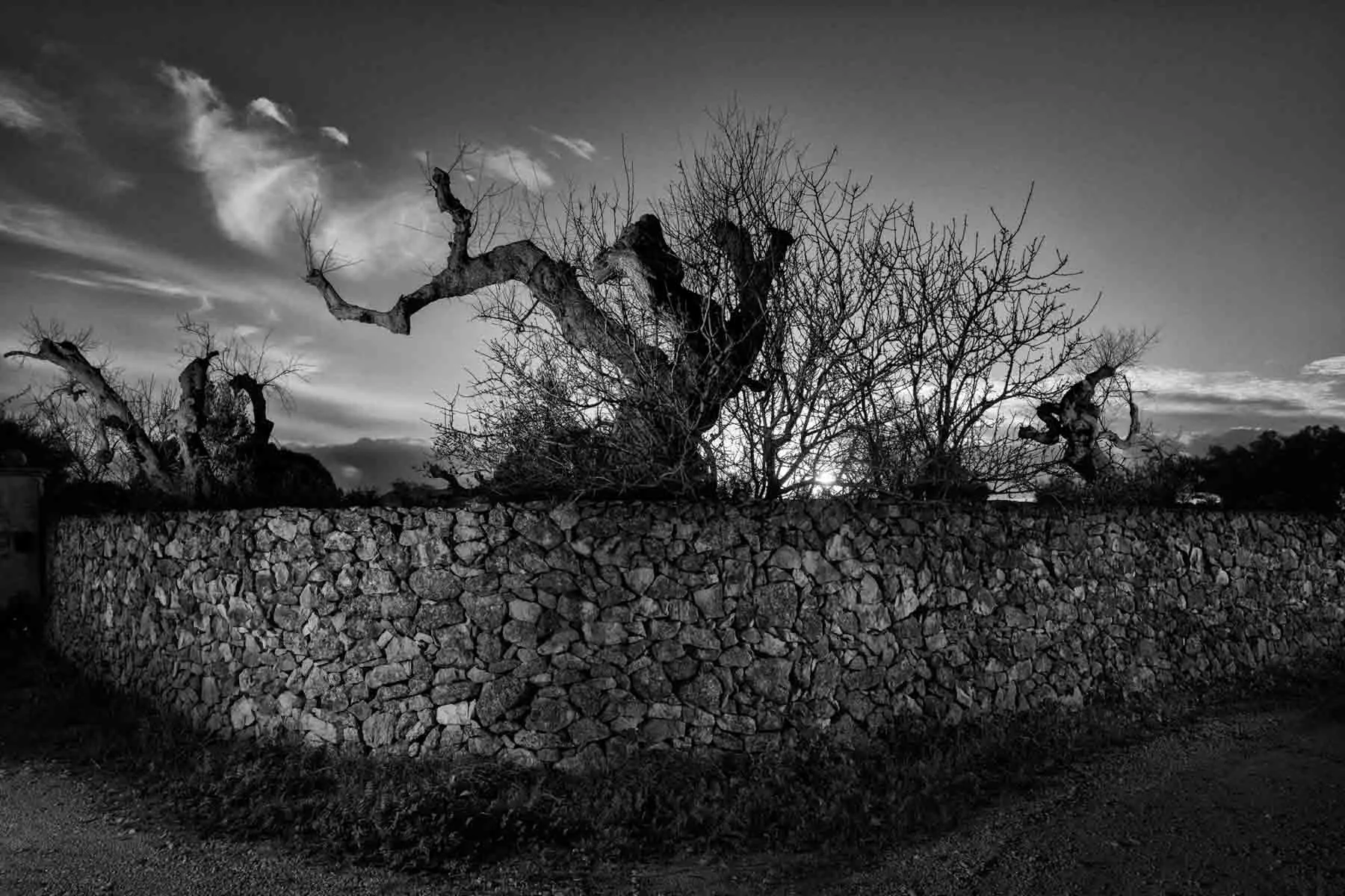 ulivi-salento-puglia-xylella-16