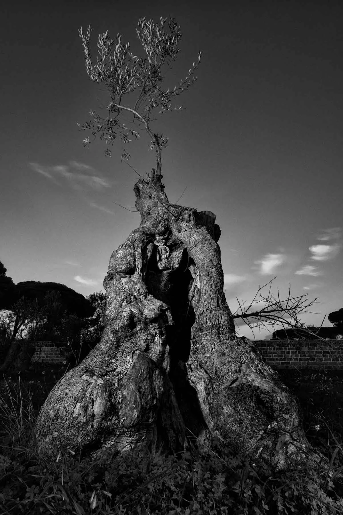 ulivi-salento-puglia-xylella-17