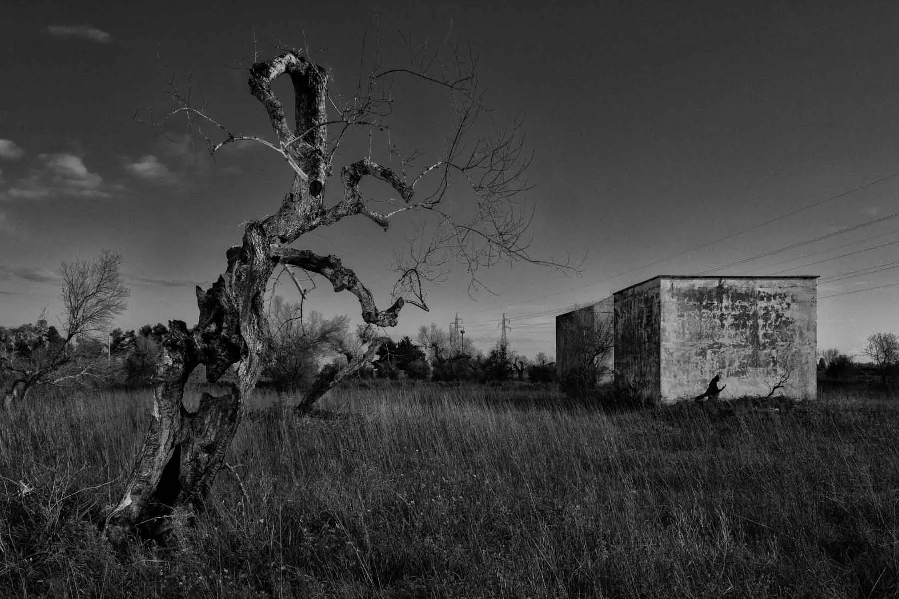 ulivi-salento-puglia-xylella-19