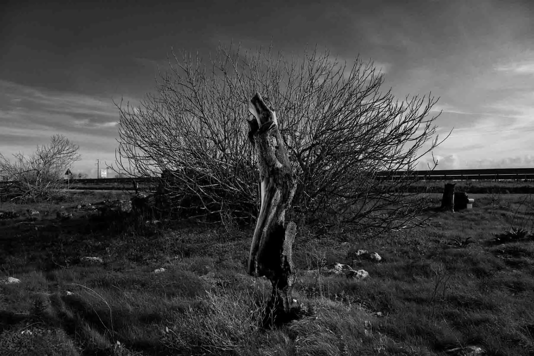 ulivi-salento-puglia-xylella-2