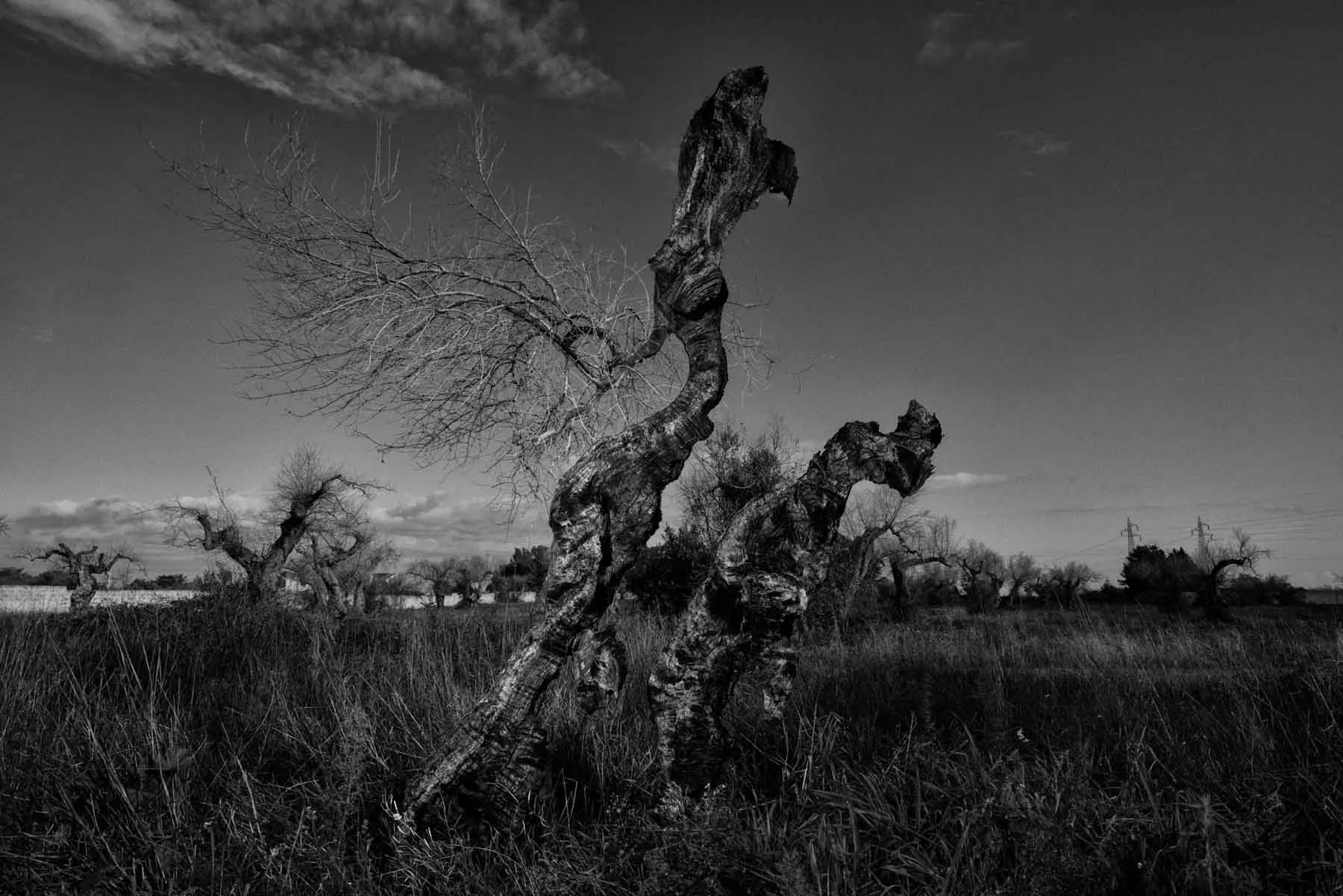 ulivi-salento-puglia-xylella-21