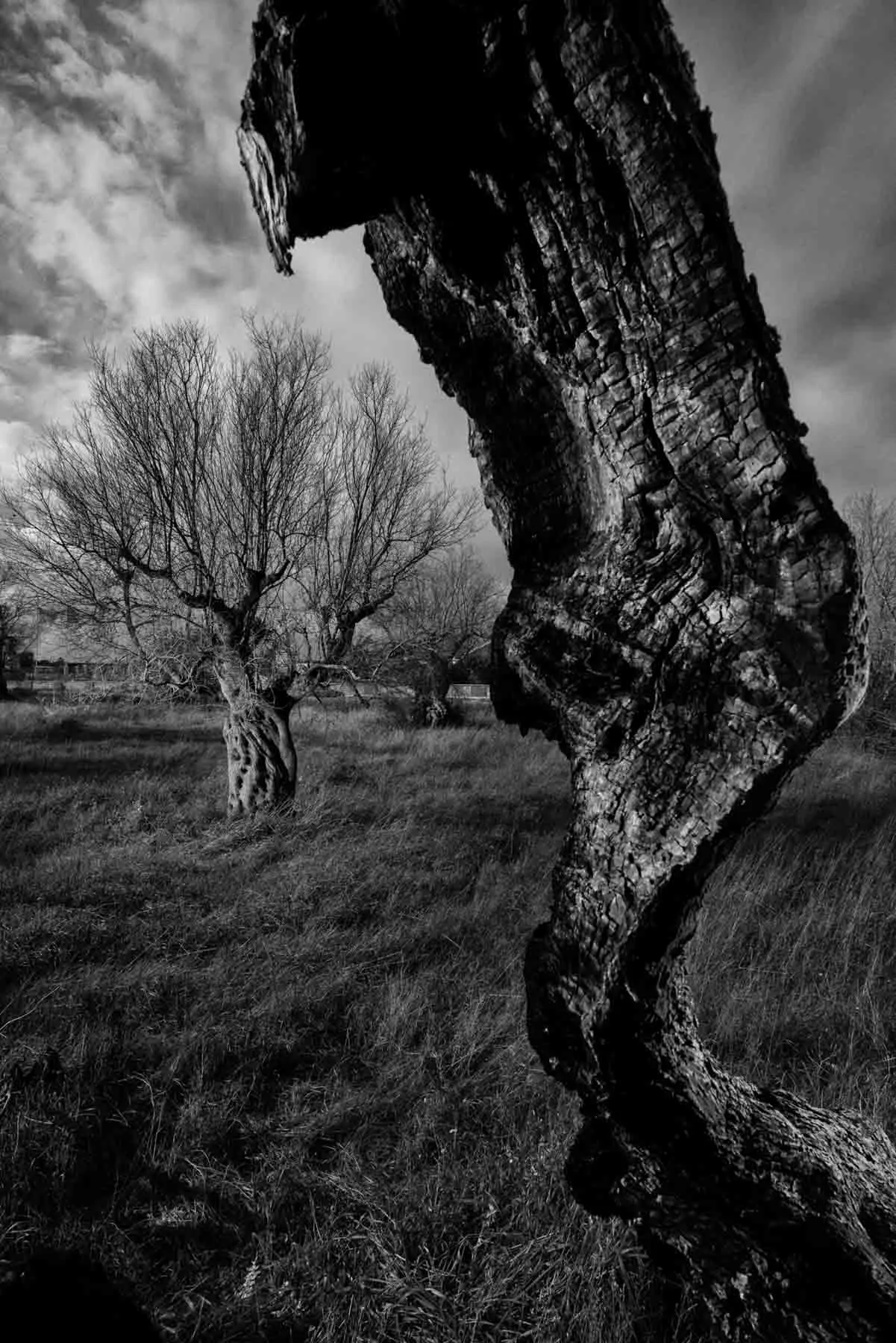 ulivi-salento-puglia-xylella-22