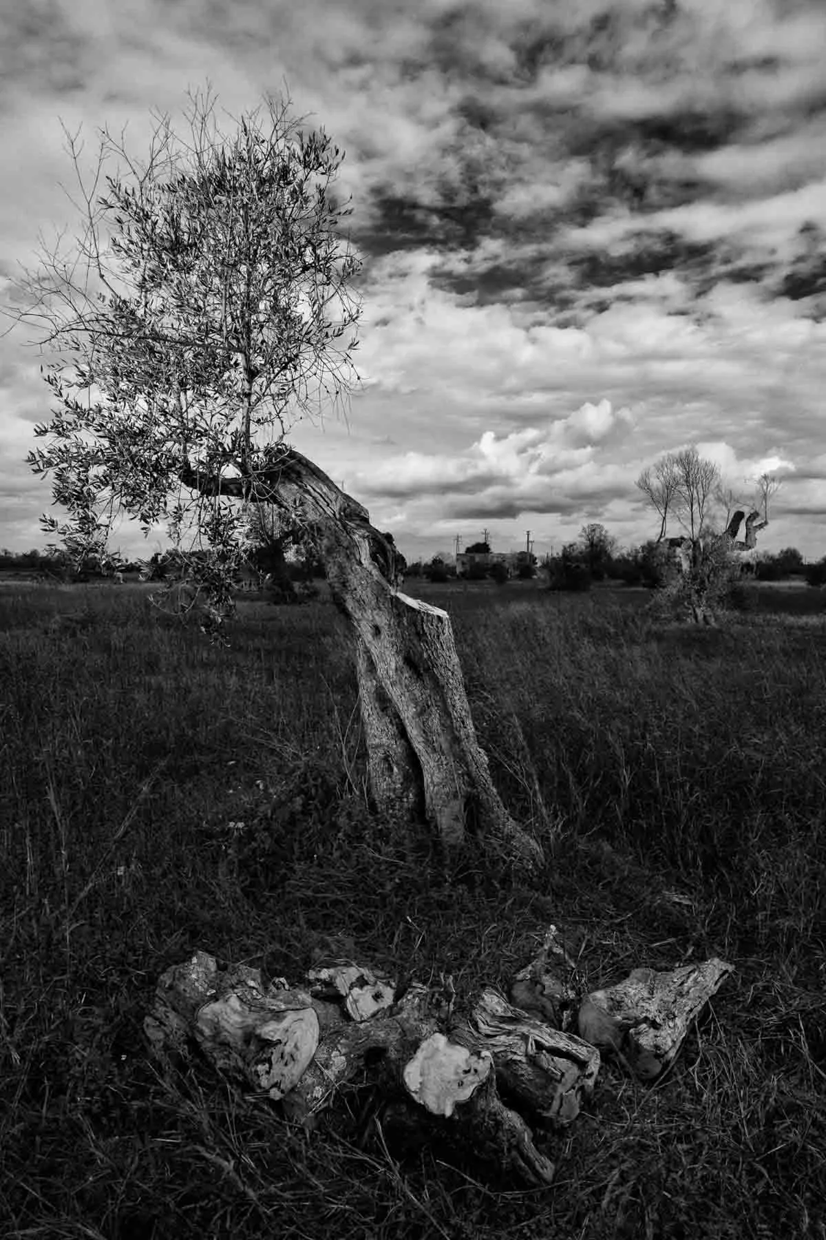 ulivi-salento-puglia-xylella-24