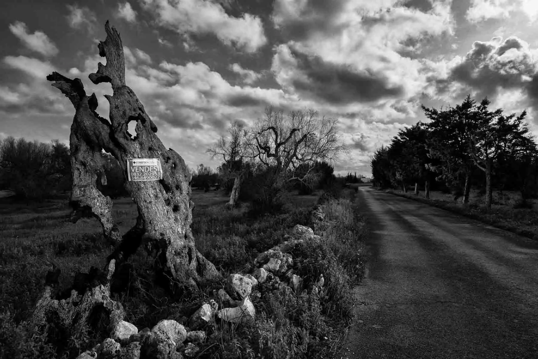 ulivi-salento-puglia-xylella-27