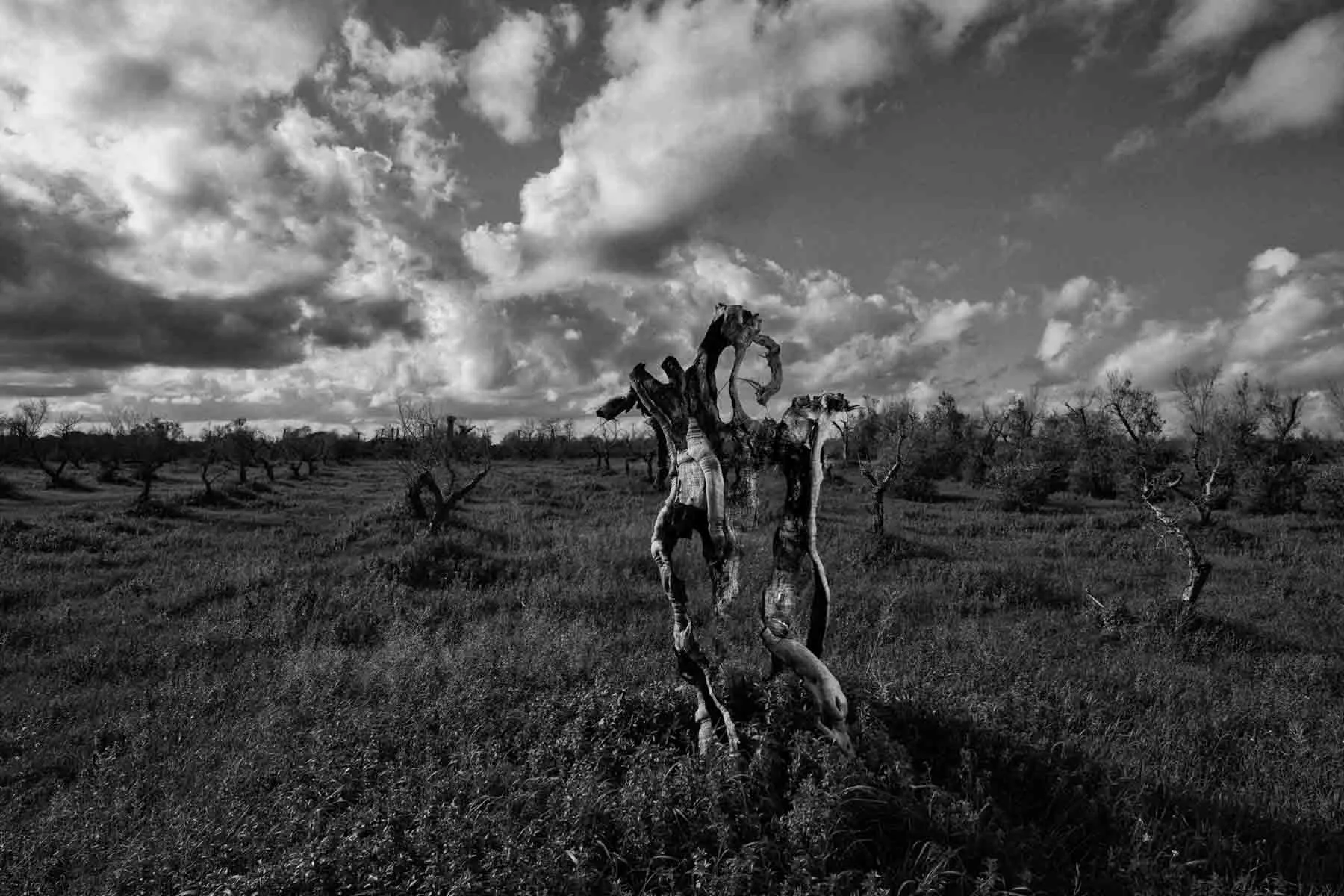 ulivi-salento-puglia-xylella-28