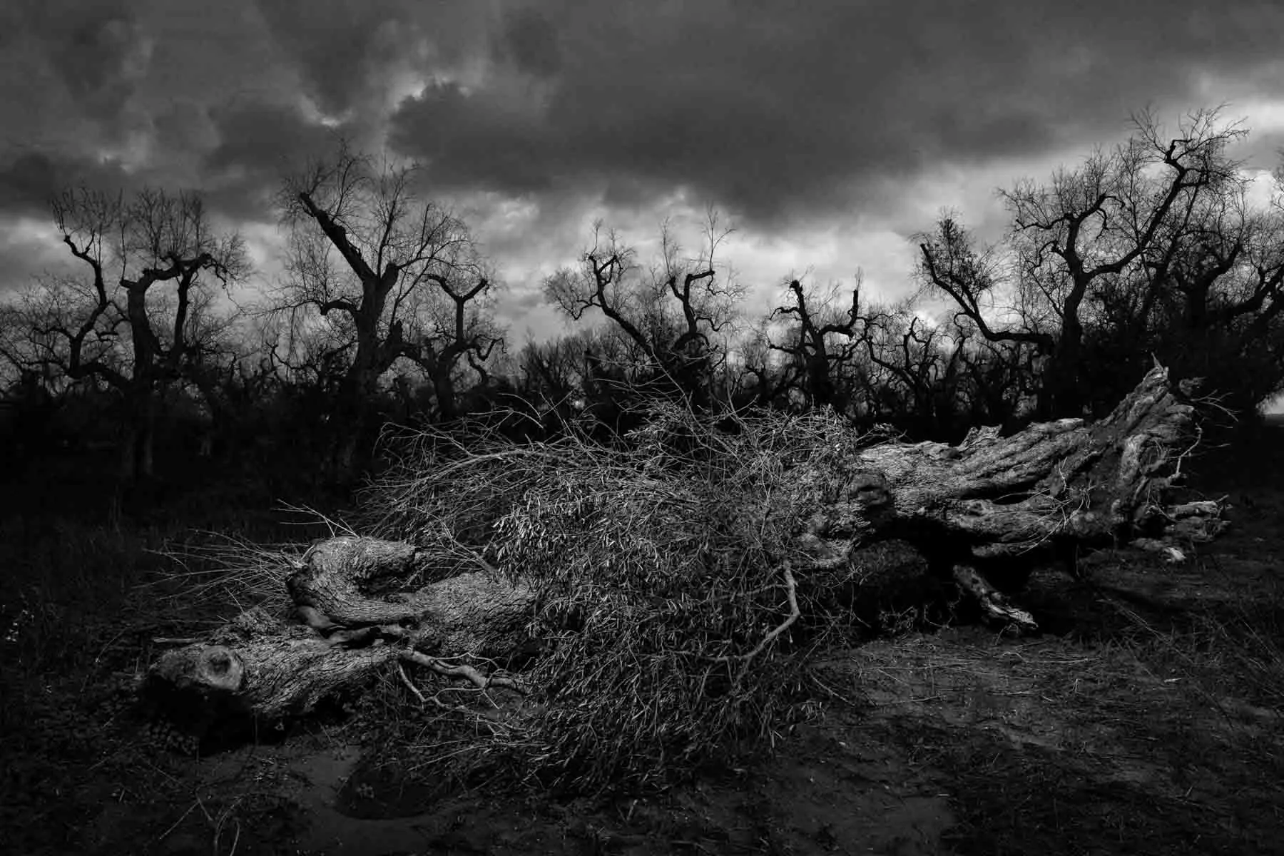ulivi-salento-puglia-xylella-29