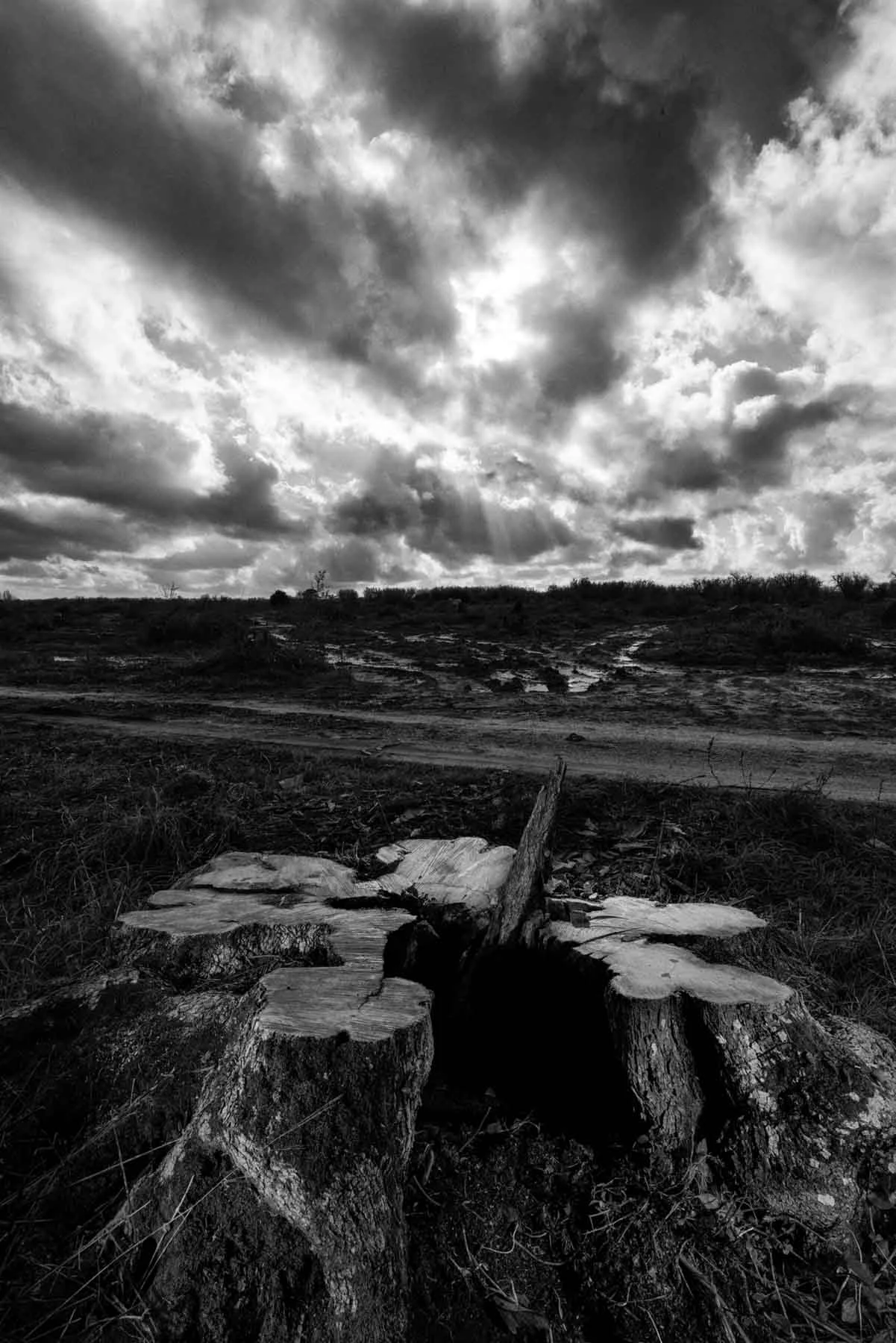 ulivi-salento-puglia-xylella-30