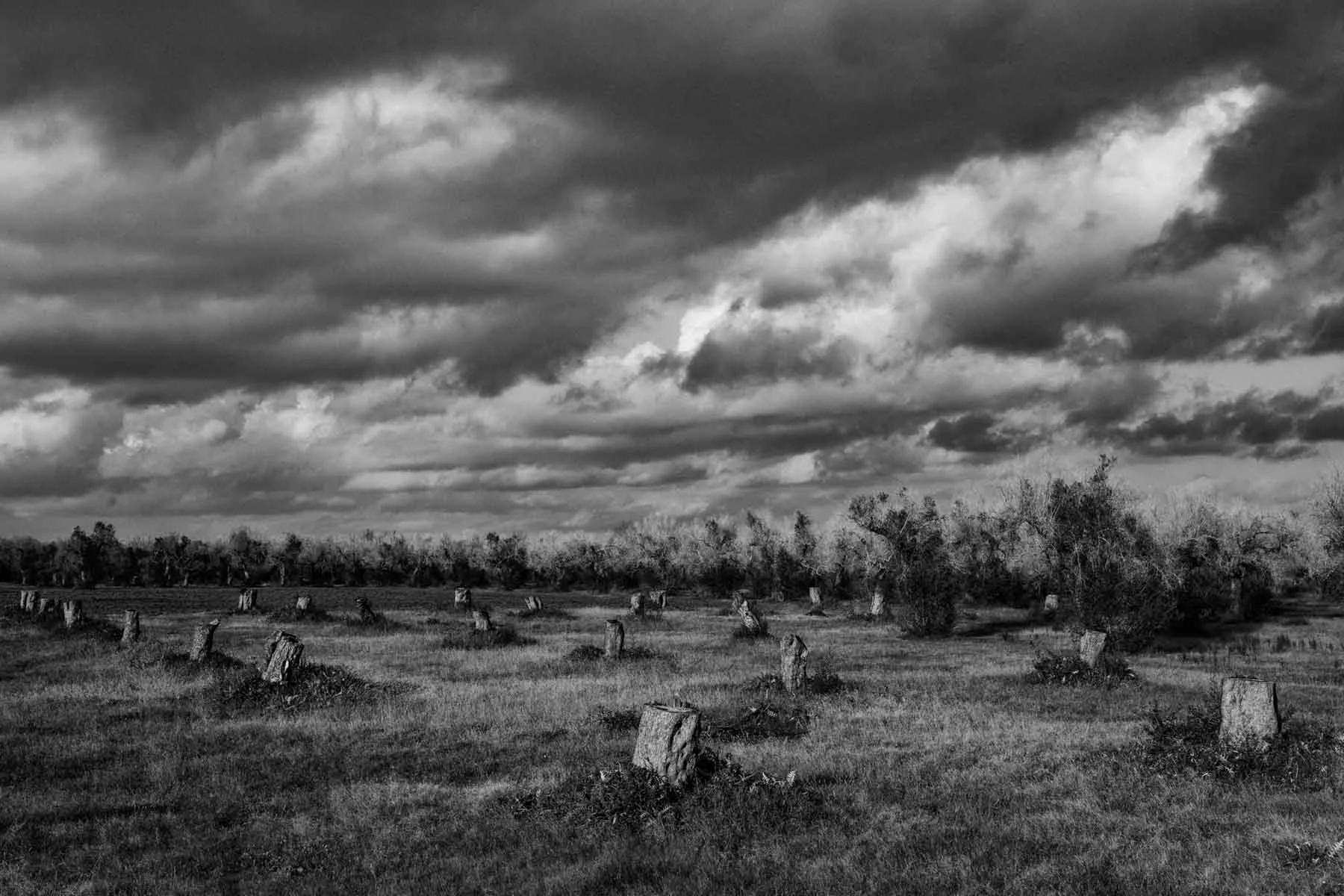 ulivi-salento-puglia-xylella-36