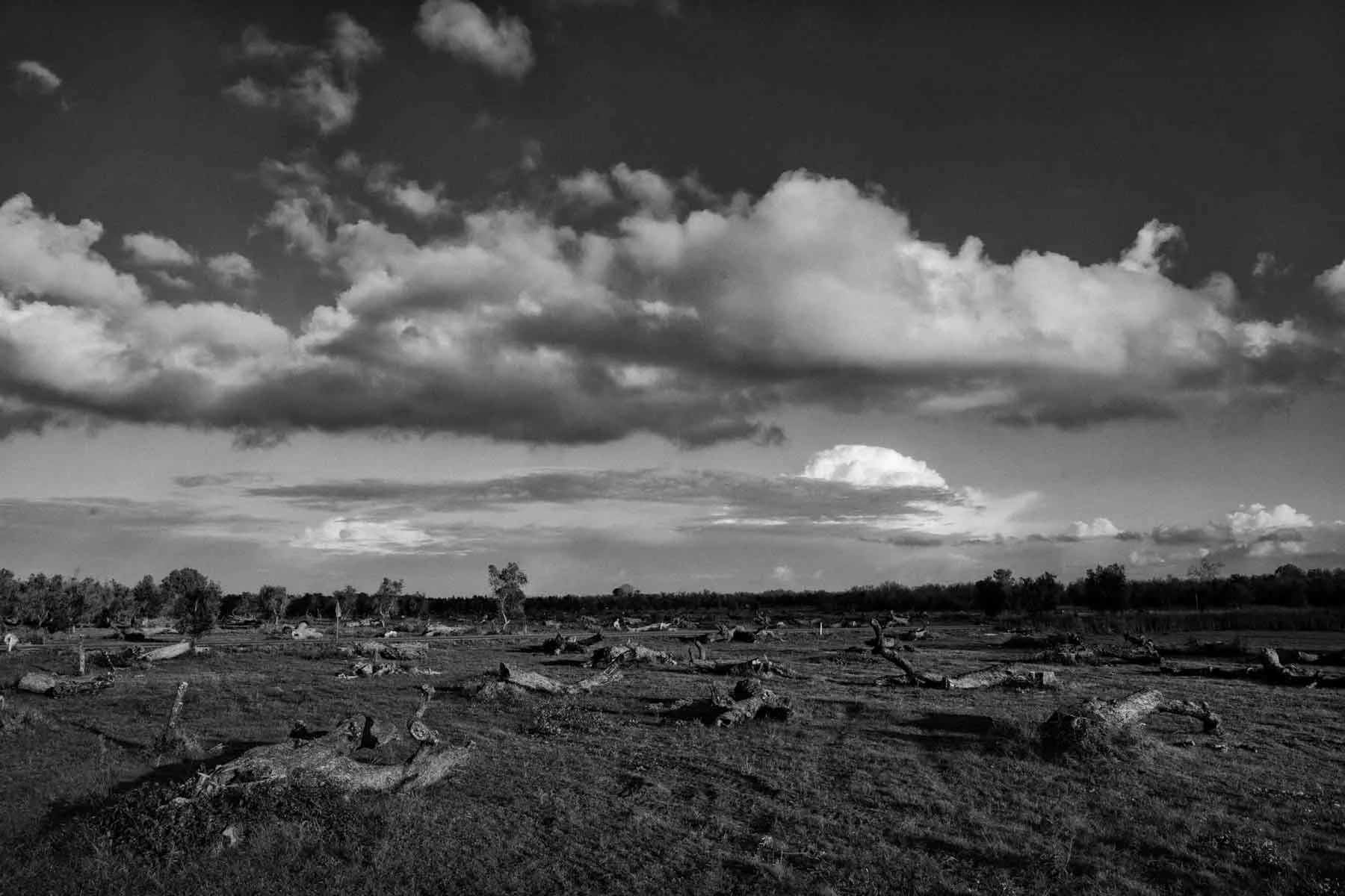 ulivi-salento-puglia-xylella-38