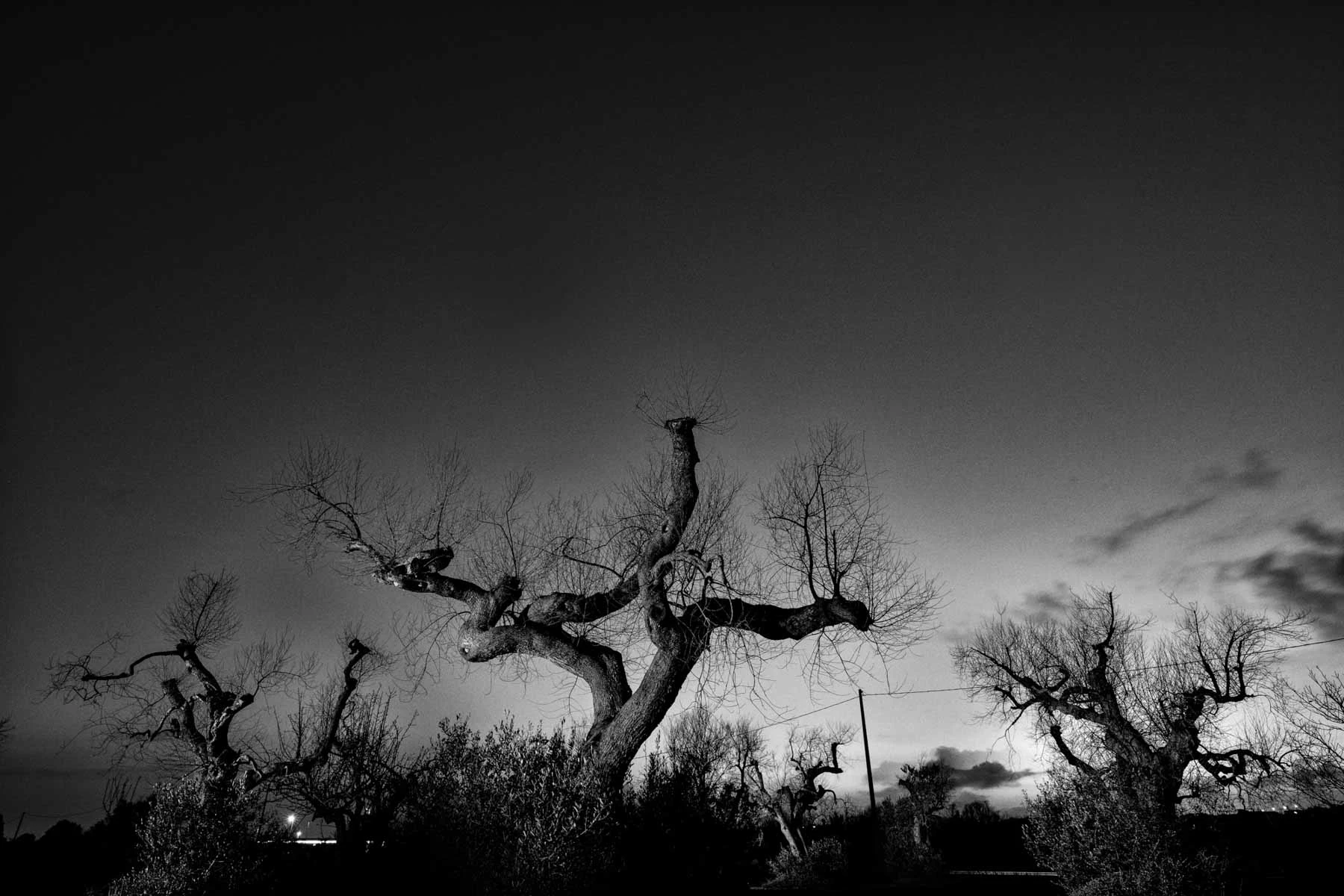 ulivi-salento-puglia-xylella-39