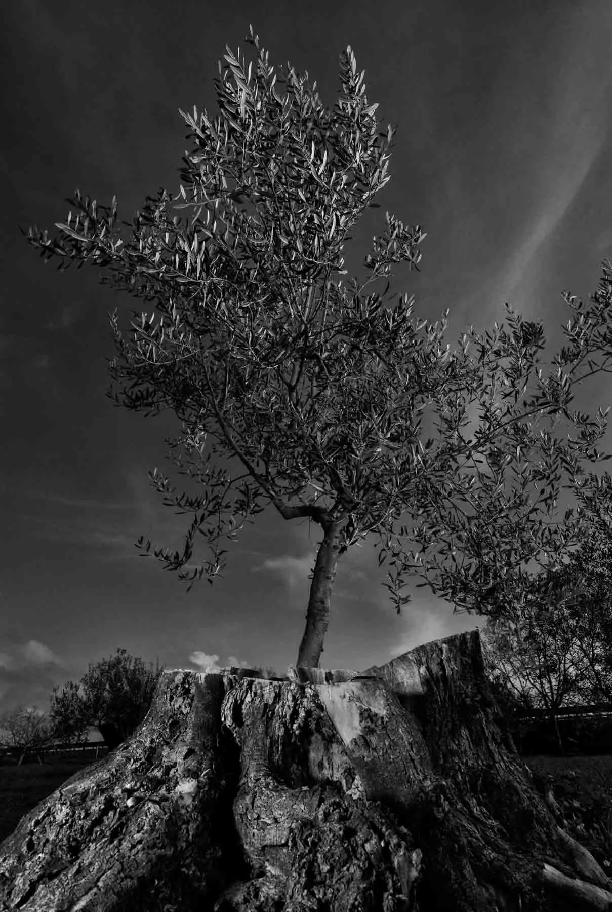 ulivi-salento-puglia-xylella-4