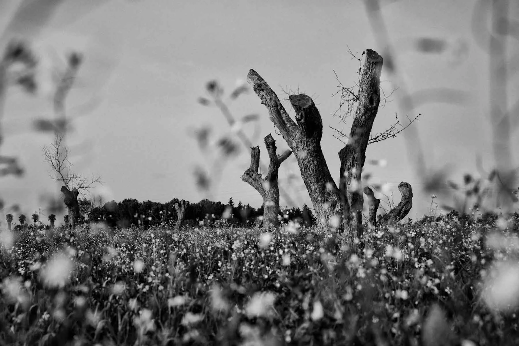 ulivi-salento-puglia-xylella-40