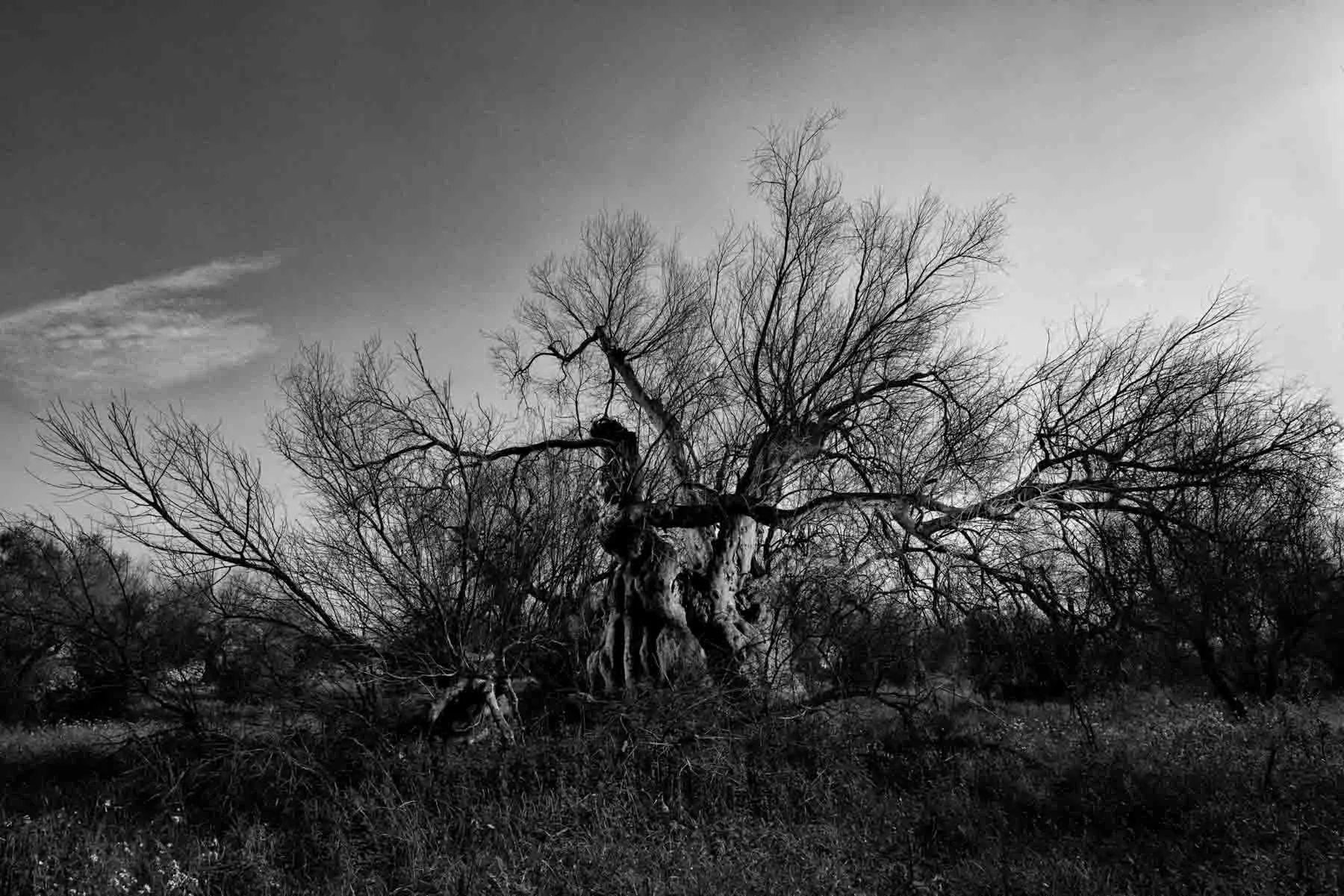 ulivi-salento-puglia-xylella-42