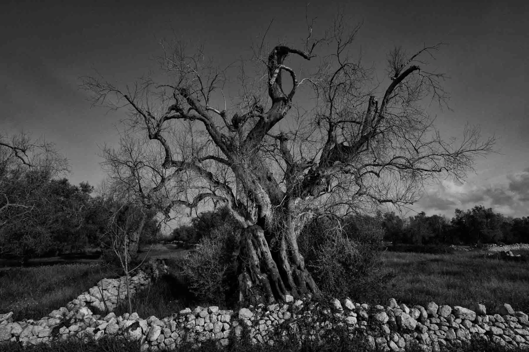 ulivi-salento-puglia-xylella-43