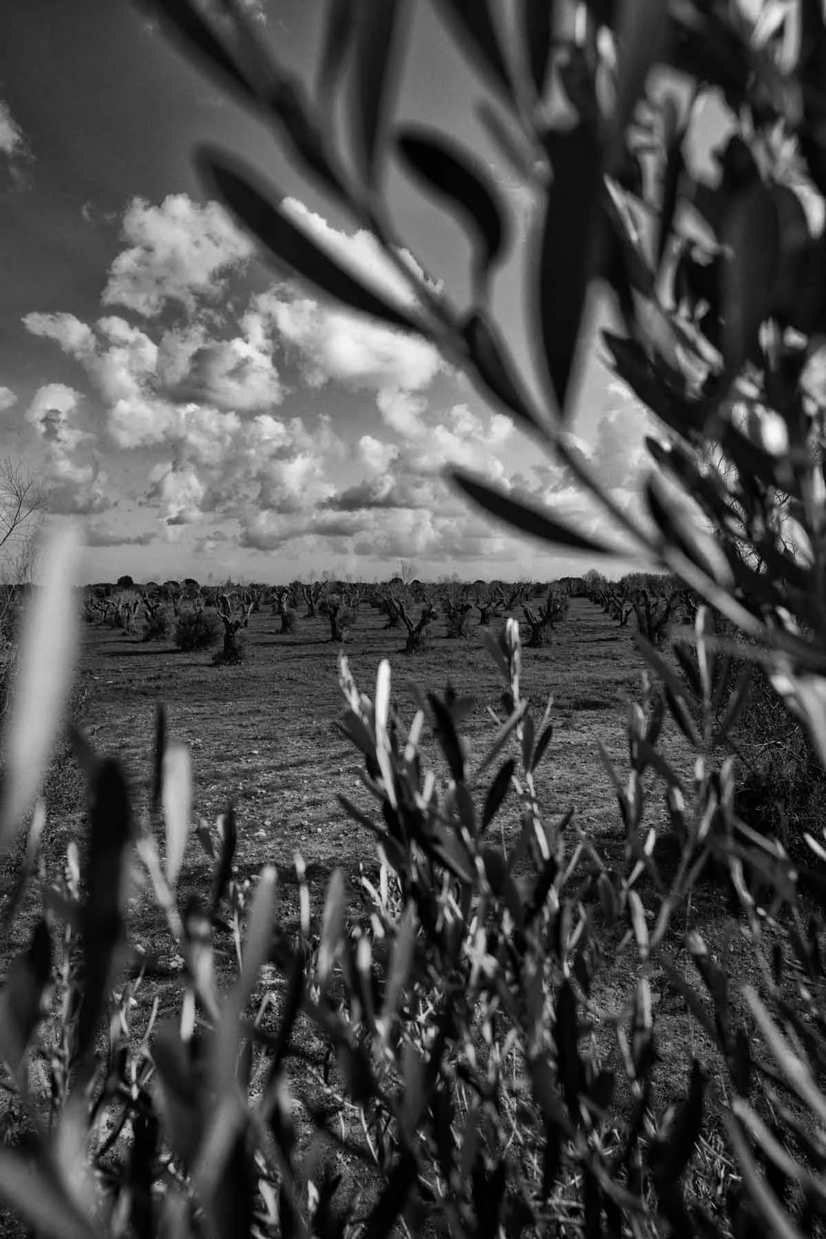 ulivi-salento-puglia-xylella-45