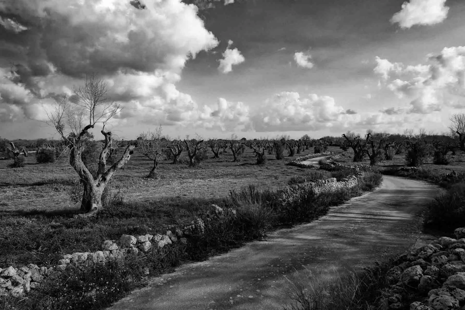 ulivi-salento-puglia-xylella-46