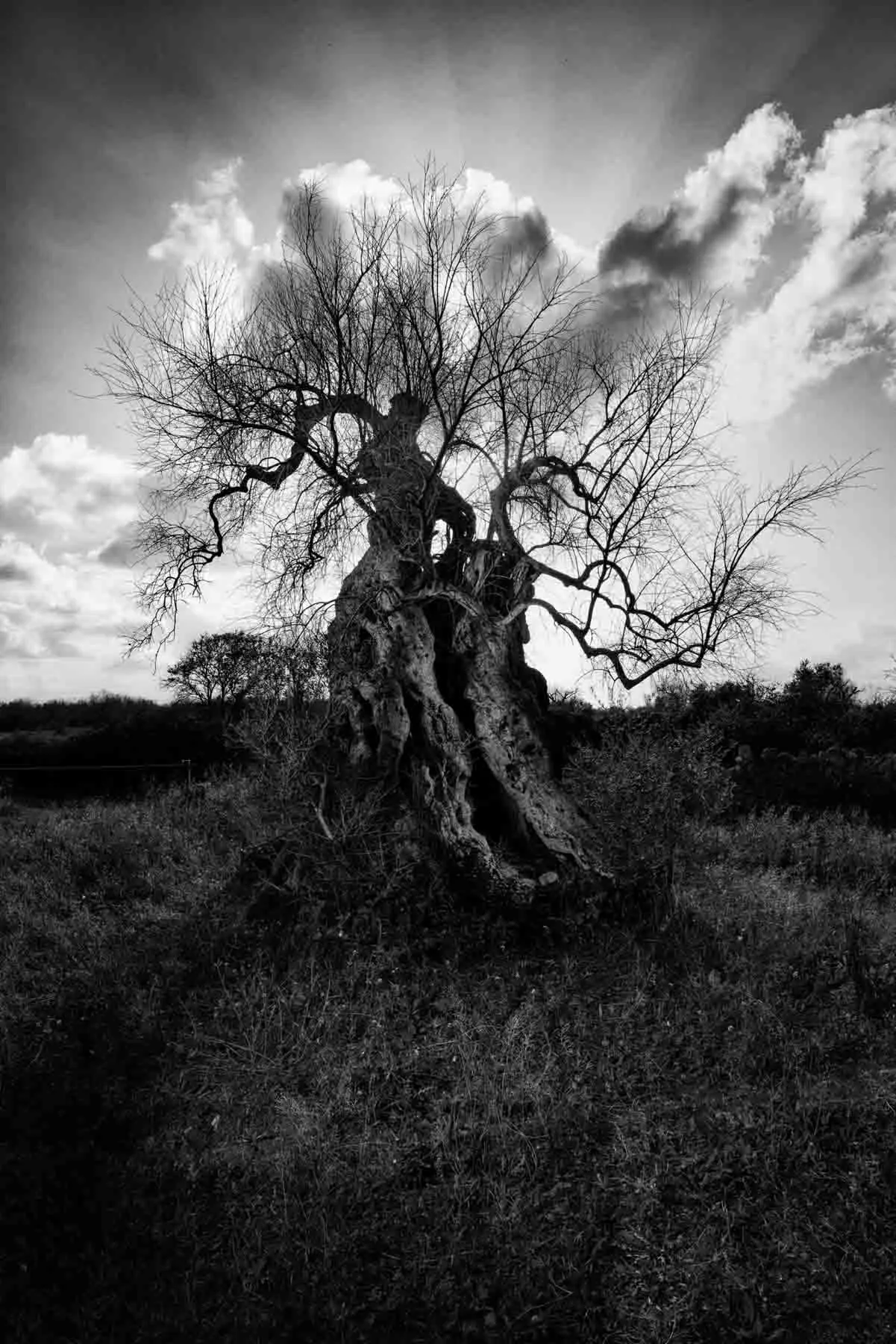 ulivi-salento-puglia-xylella-48