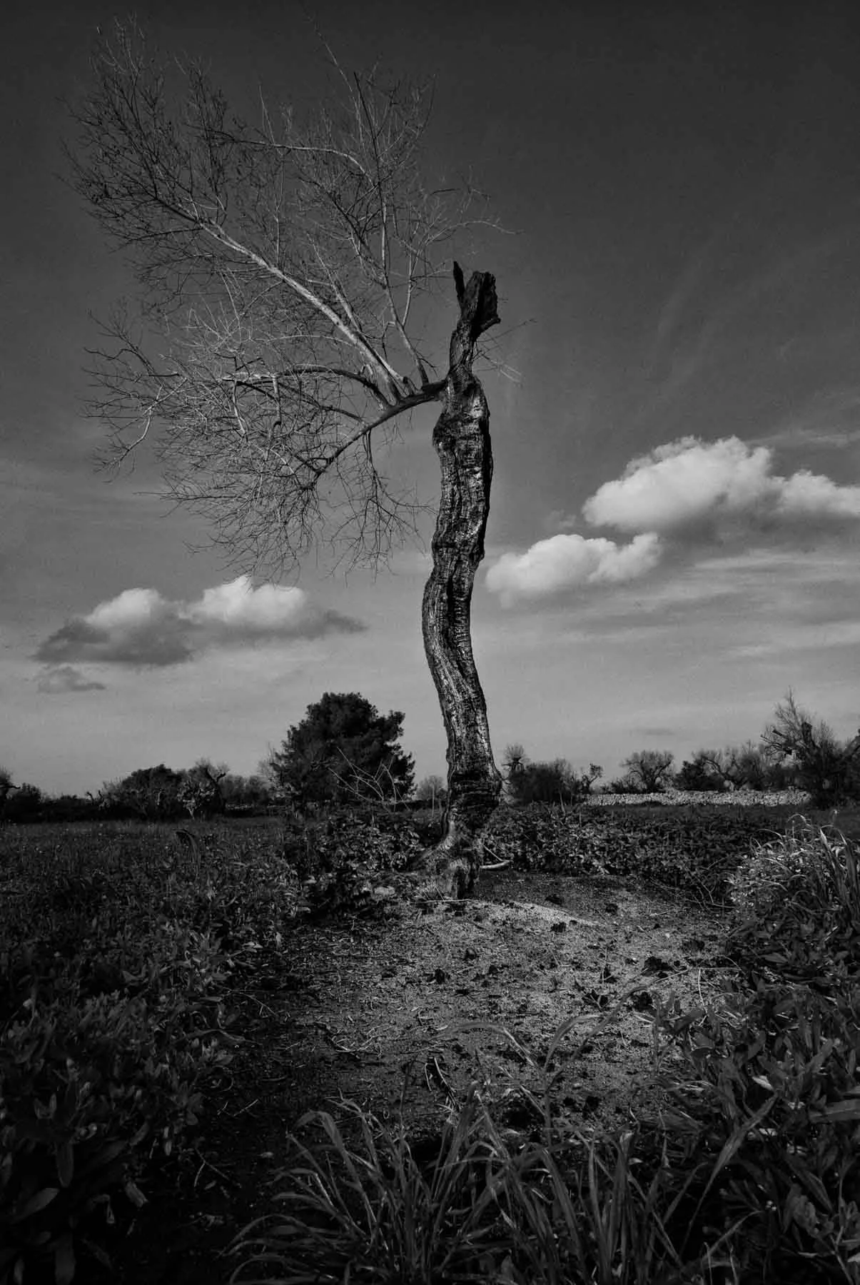 ulivi-salento-puglia-xylella-49