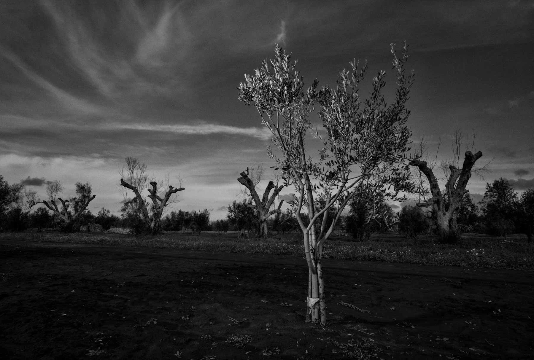 ulivi-salento-puglia-xylella-5