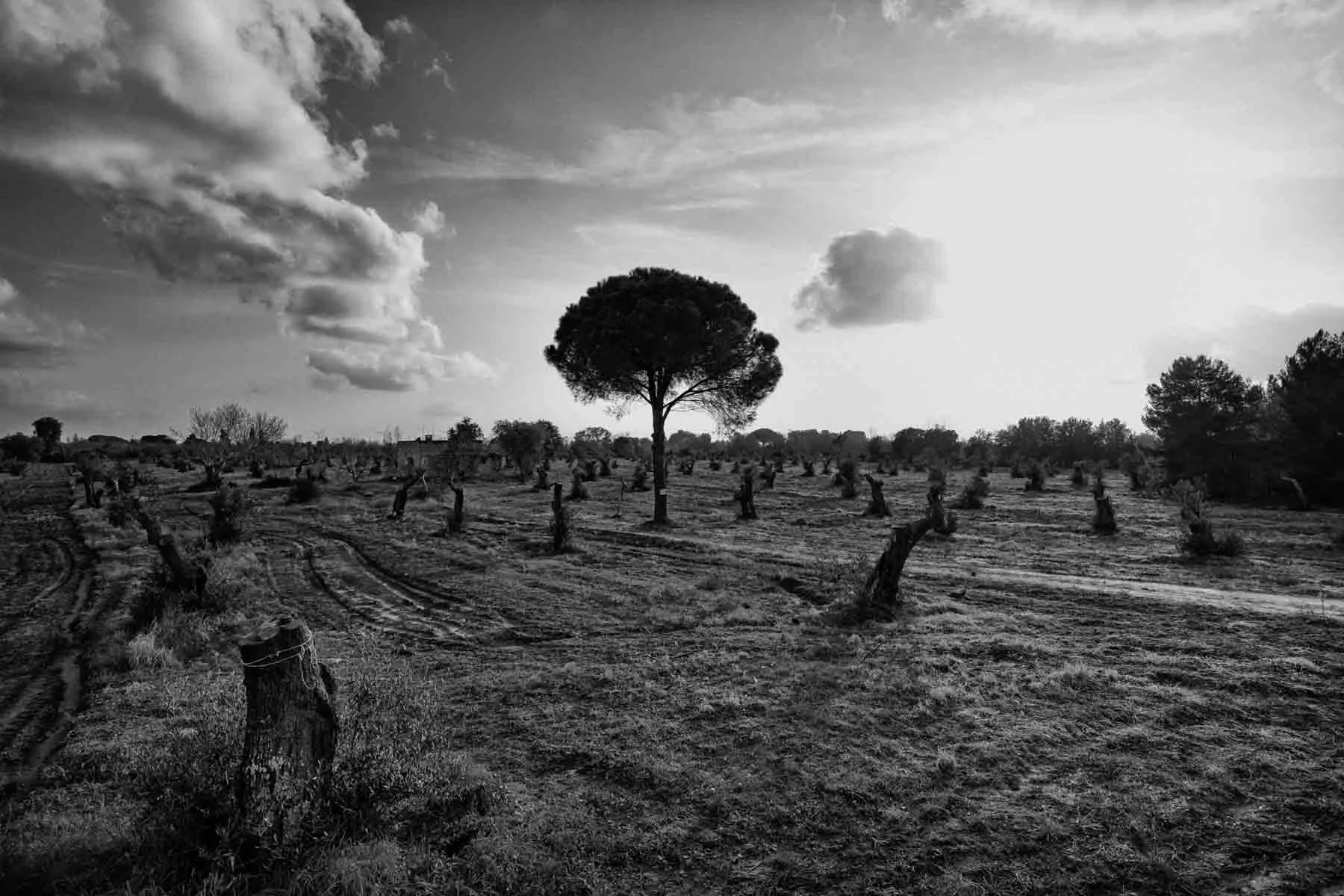 ulivi-salento-puglia-xylella-50