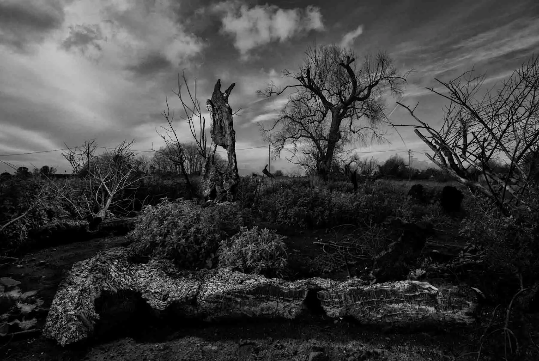 ulivi-salento-puglia-xylella-7