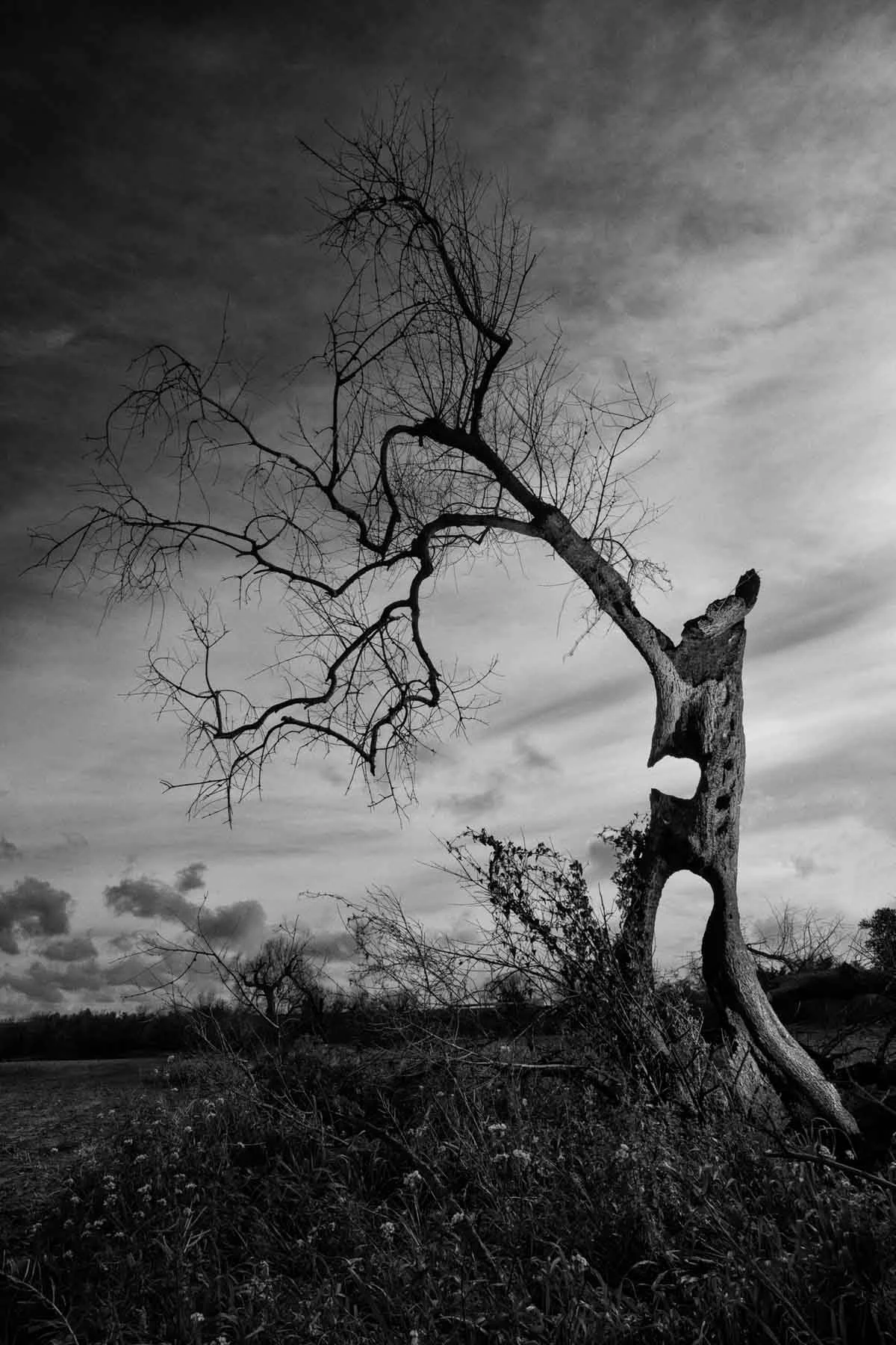 ulivi-salento-puglia-xylella-8