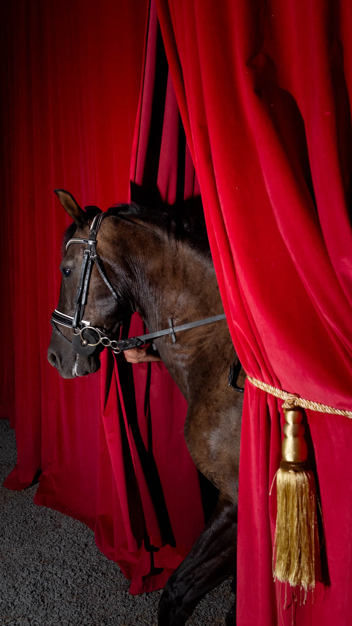 circul-orlando-venus-2024-quotidien-30